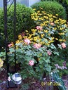 Black-Eyed Susans