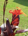 Canna Australia