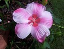 Turn Of The Century (Hibiscus)