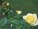 St. Patrick Rose