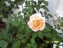 Peace Rose