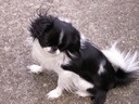 Cooper