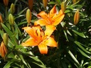 Day Lilies