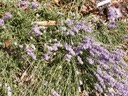 Hidcote Lavender